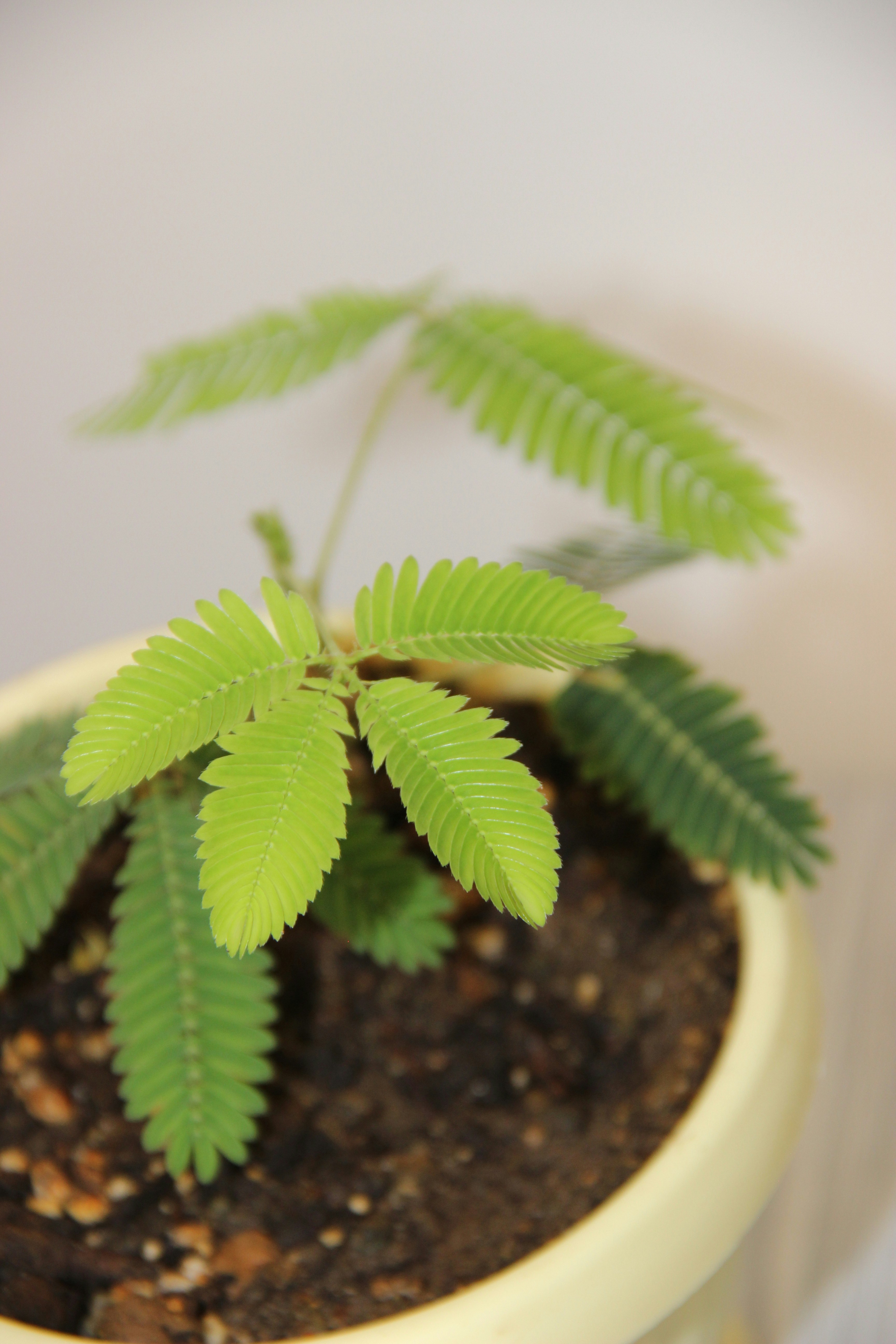 una piccola pianta verde in un vaso bianco