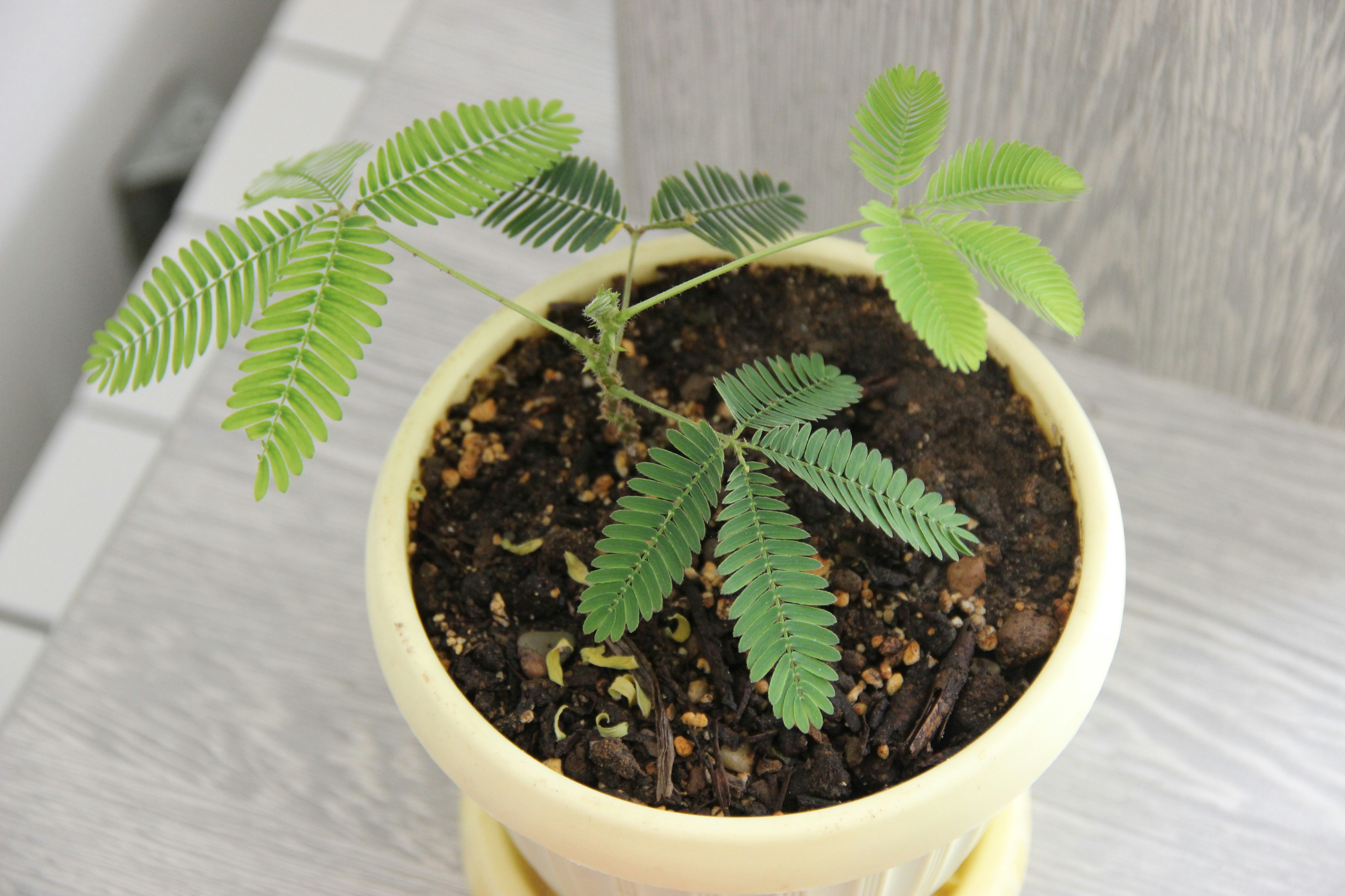 una piccola pianta verde in un vaso giallo