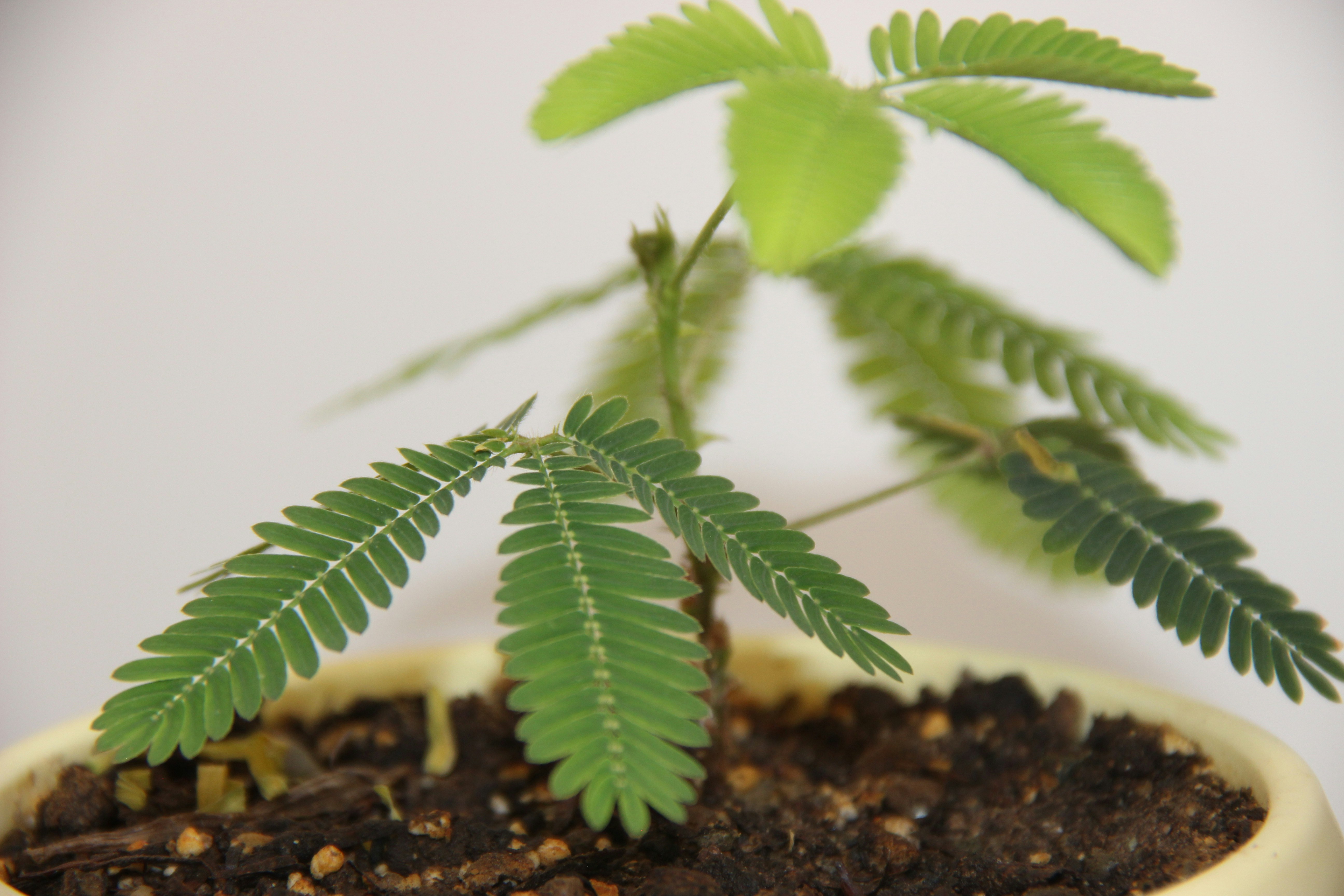 una piccola pianta verde in un vaso bianco