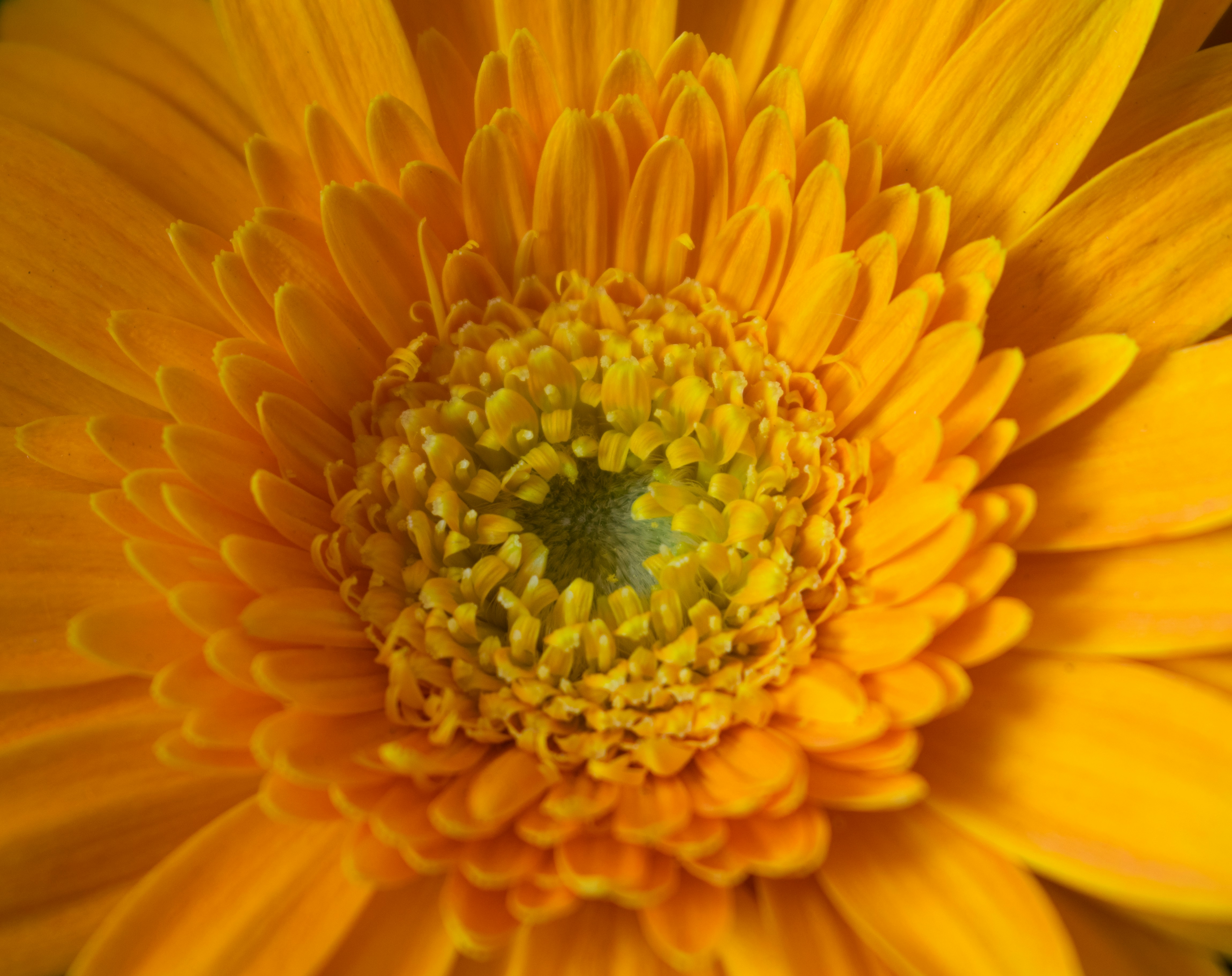 Photo by milavasileva