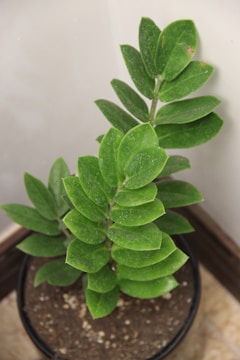 A healthy green plant with broad, glossy leaves growing in a black pot filled with soil. The plant appears to be indoors near a corner formed by two light-colored walls. The leaves have a slight sheen, suggesting they are well-hydrated.