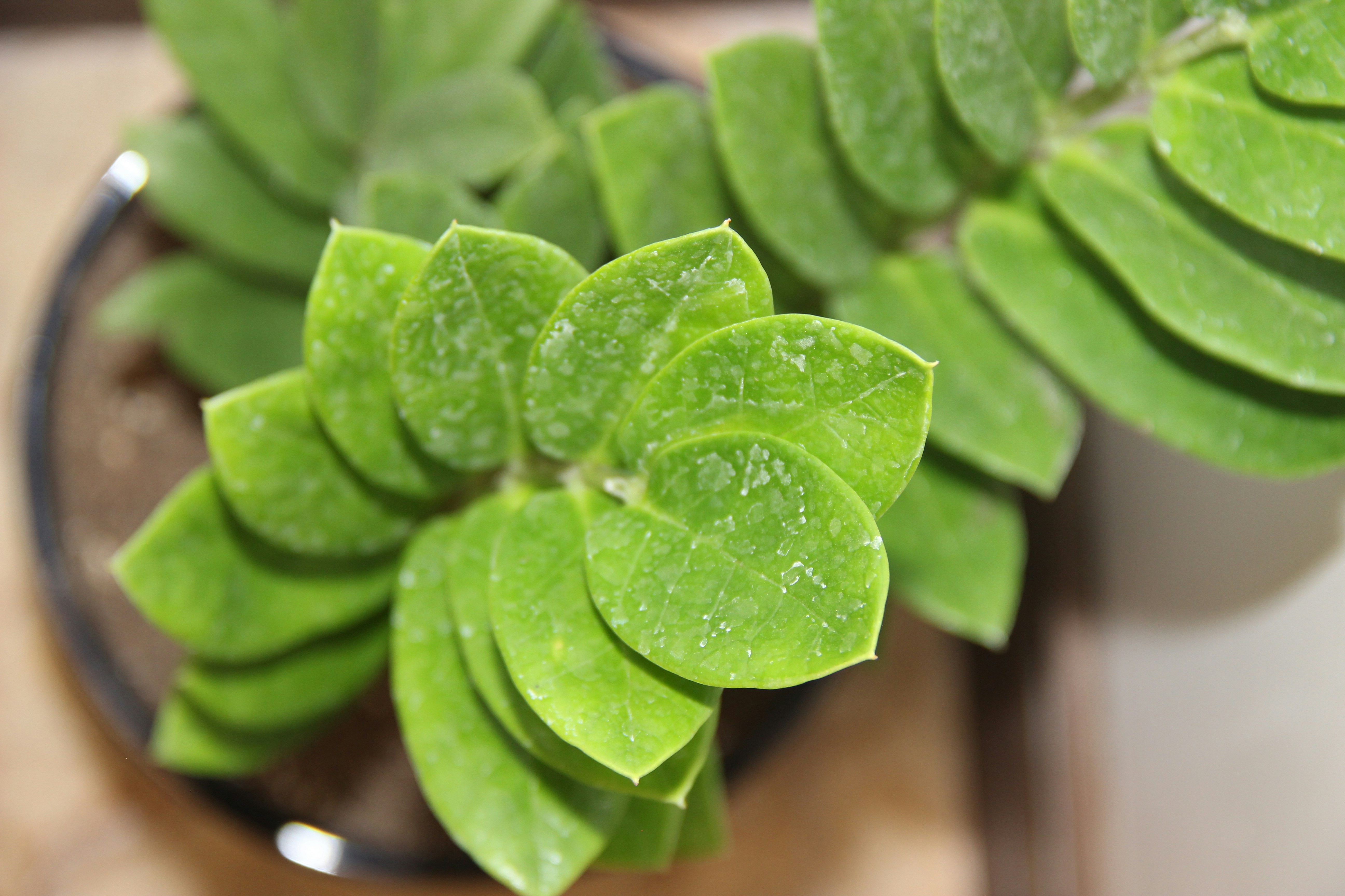 Mysteriöse Farbveränderung: Warum die Blätter von Weihnachtskakteen orange werden