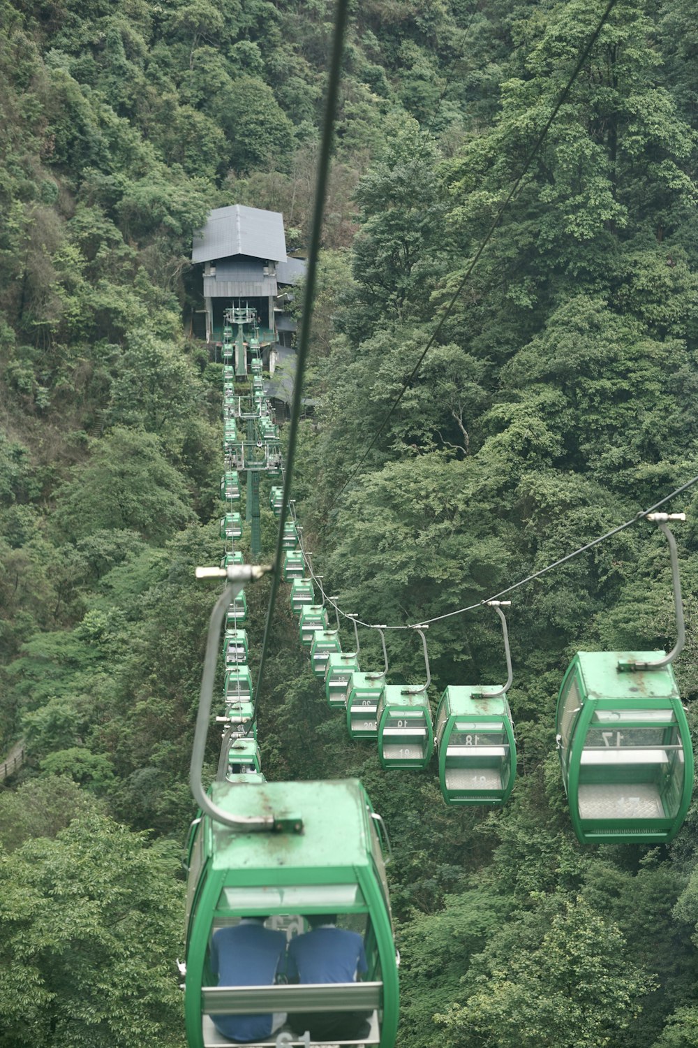 Una funivia verde che attraversa un bosco