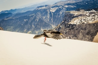 a bird that is flying over a hill