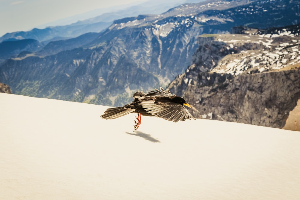 a bird that is flying over a hill