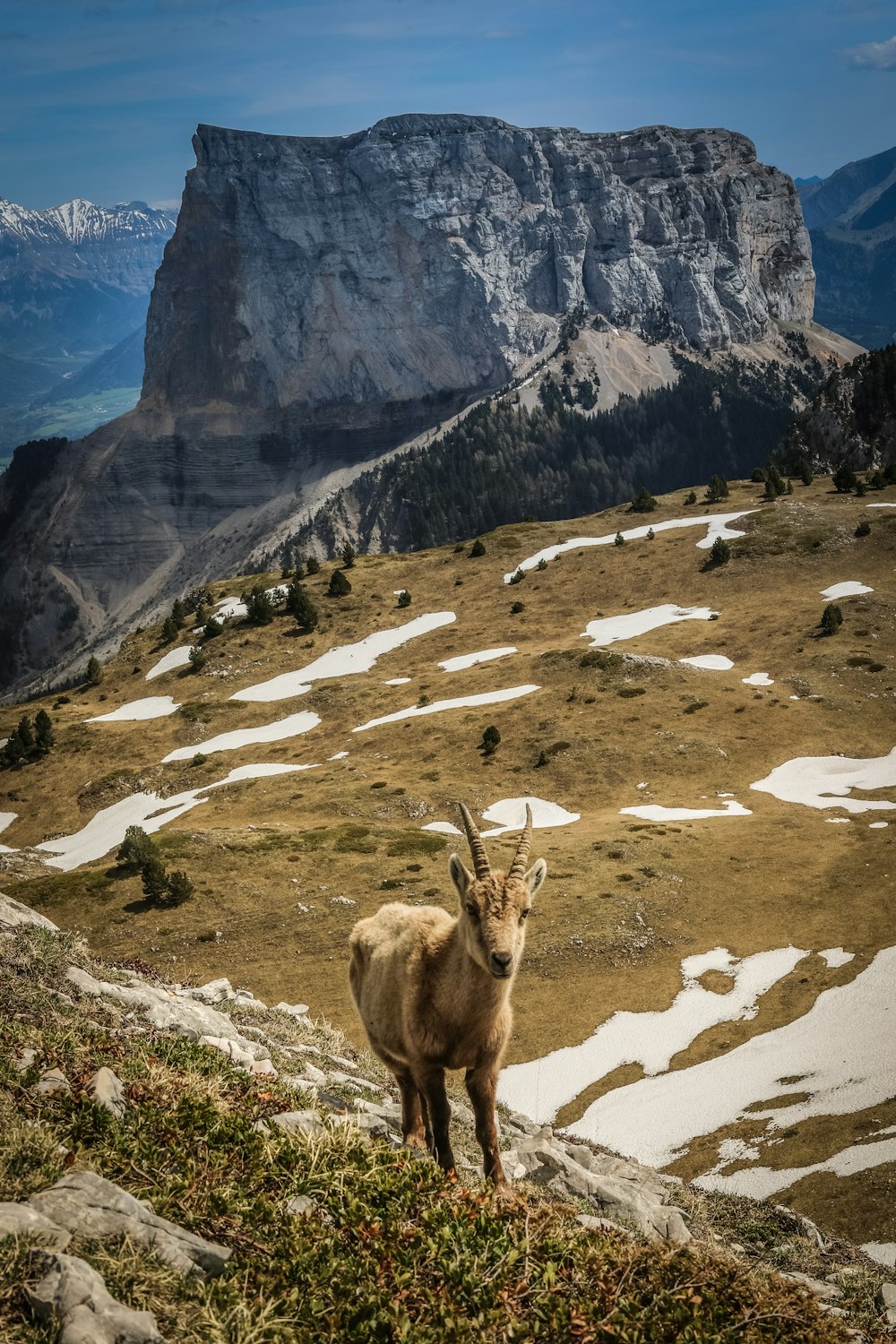 Una capra di montagna in piedi sulla cima di una collina coperta di erba