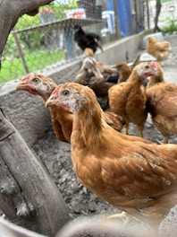 A group of chickens with reddish-brown feathers are gathered in a pen with a dirt floor. The chickens are standing close to a wooden branch that is part of the enclosure. In the background, a wire fence and some greenery are visible, along with other chickens.