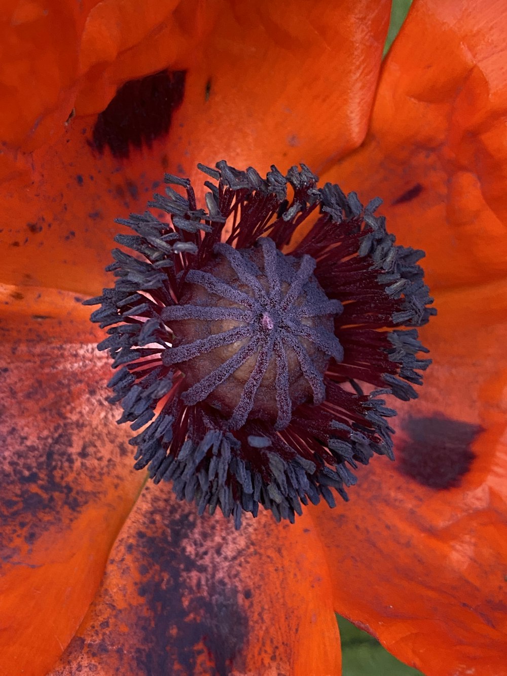 a close up of a large orange flower