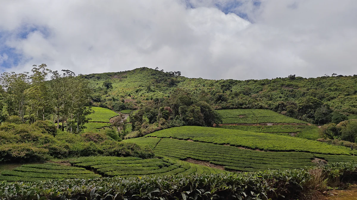BR Hills