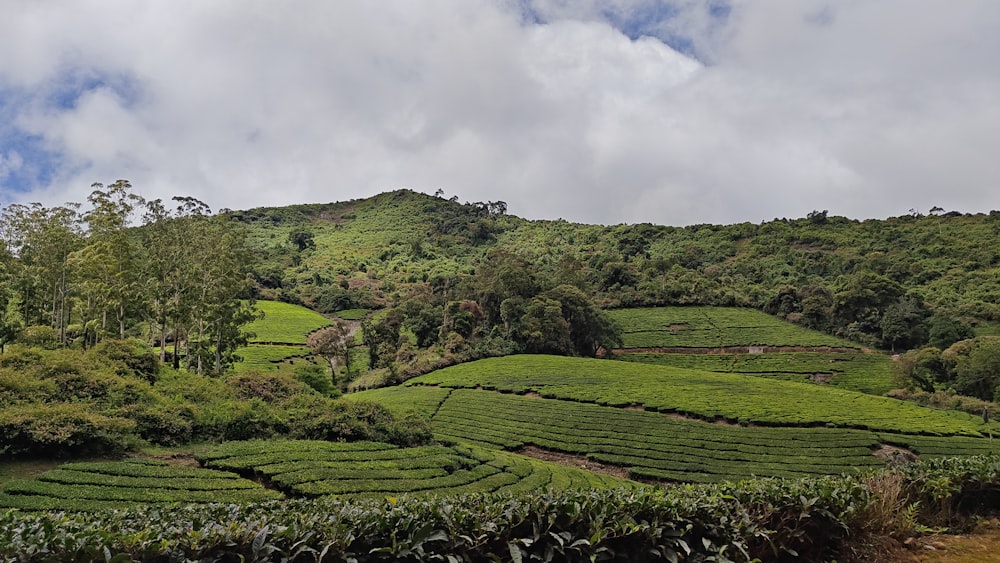 a lush green hillside covered in lots of trees