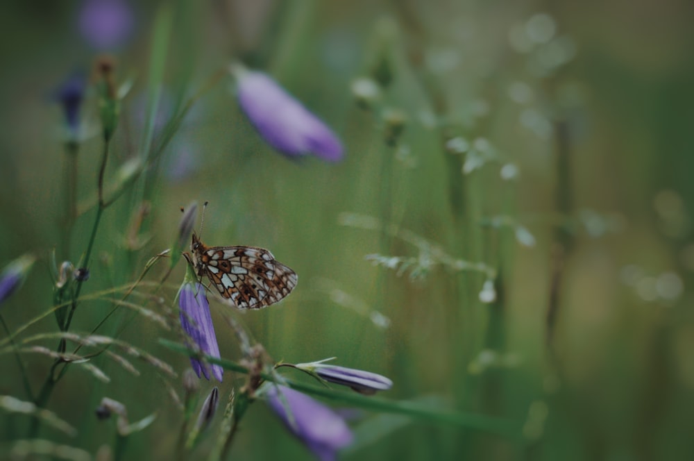 a butterfly sitting on a purple flower in a field