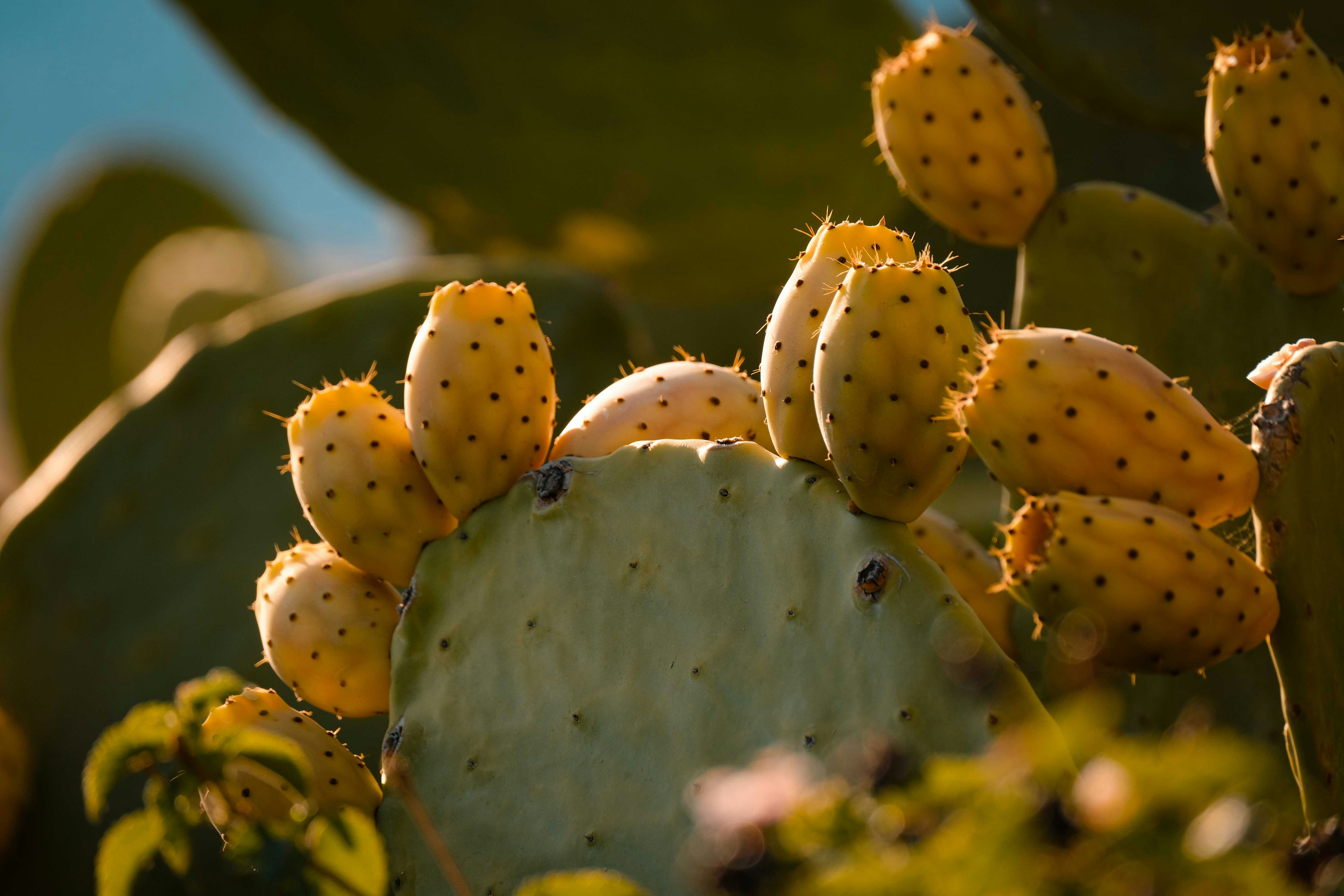 a close up of a yellow pear cactus with lots of fruit on it