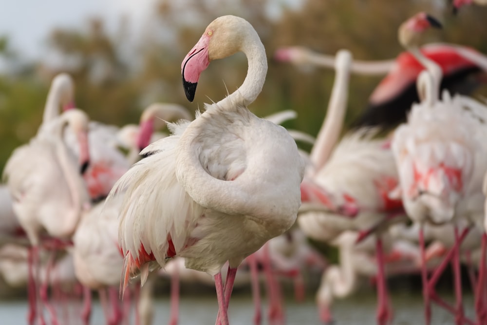 a group of flamingos standing next to each other