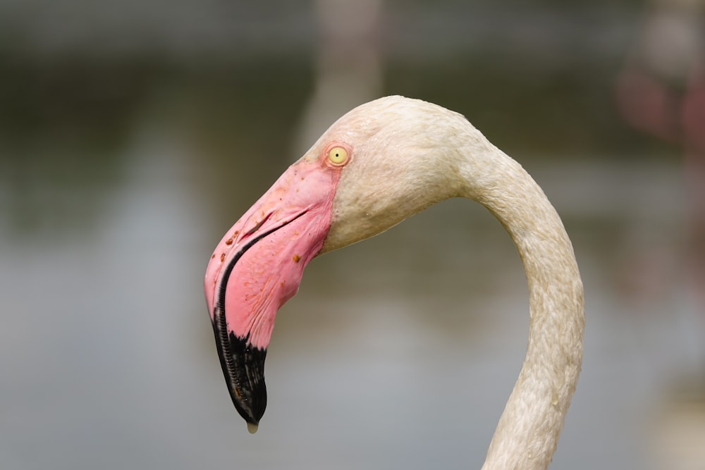 a close up of a flamingo's head and neck