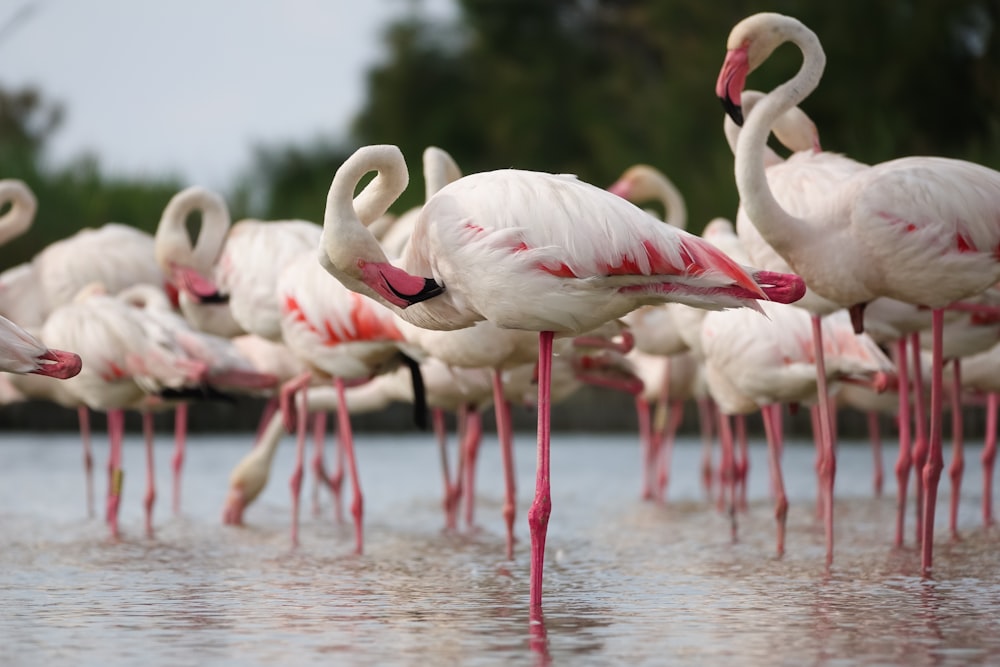 a group of flamingos standing in the water