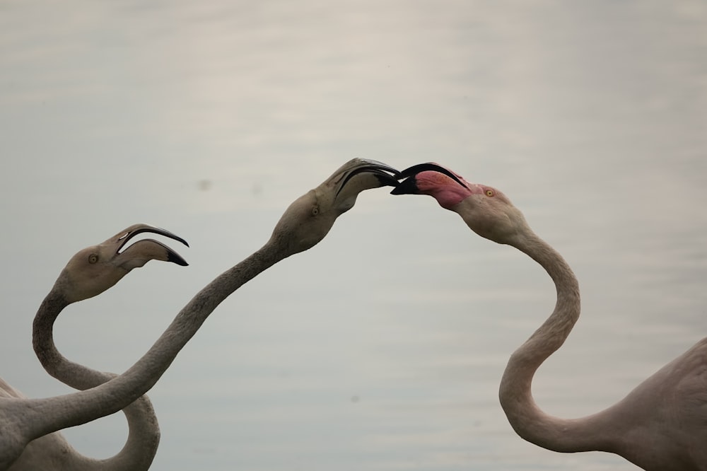 a couple of flamingos standing next to each other