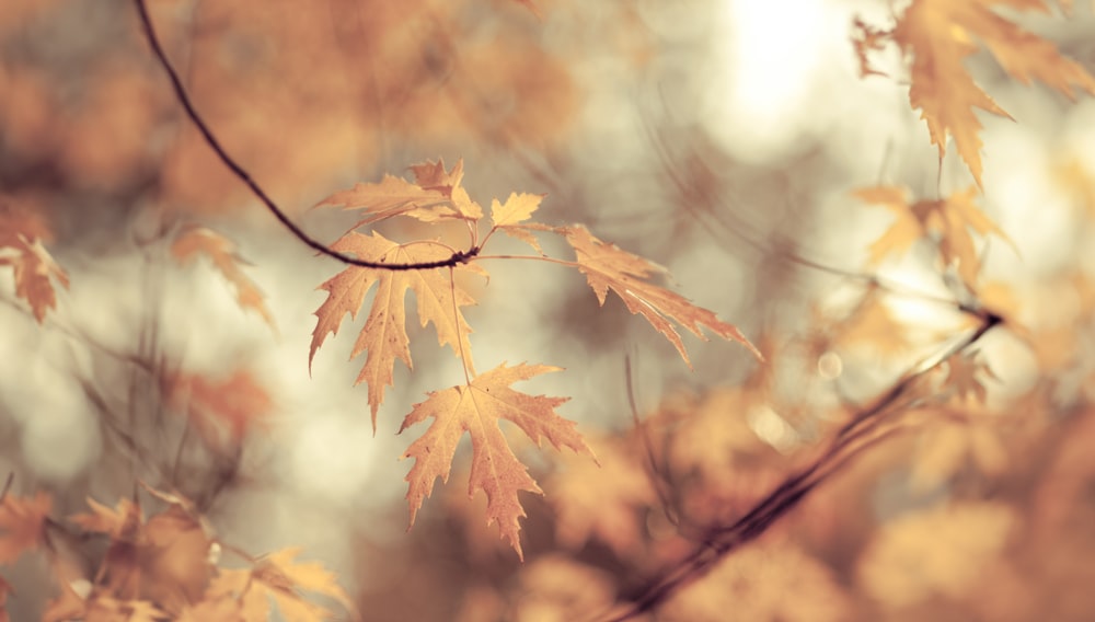 a close up of leaves on a tree