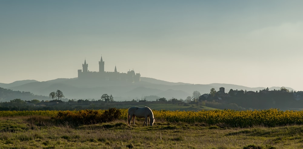 a horse grazing in a field with a castle in the background