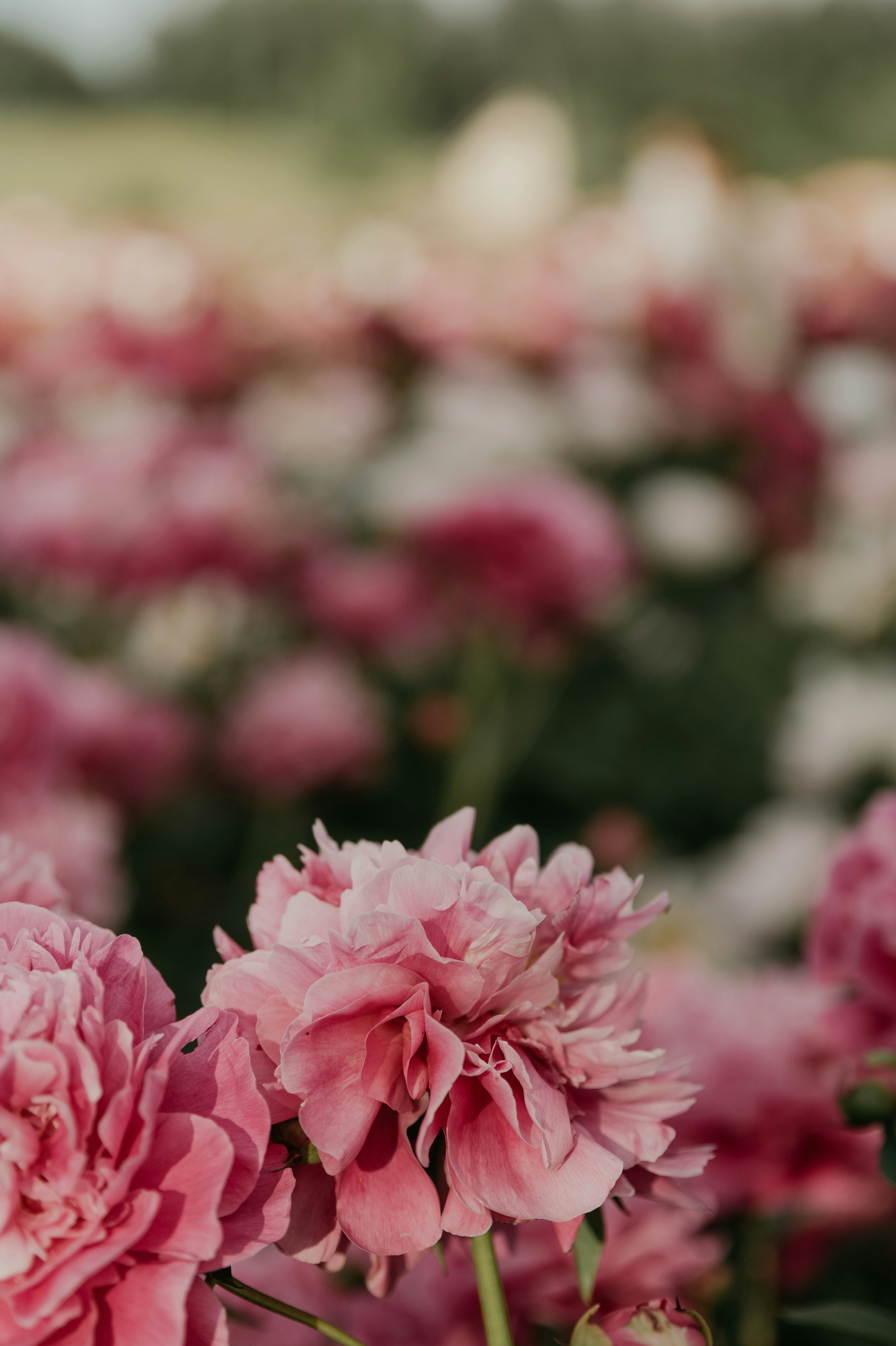 Photo by anitaaustvika