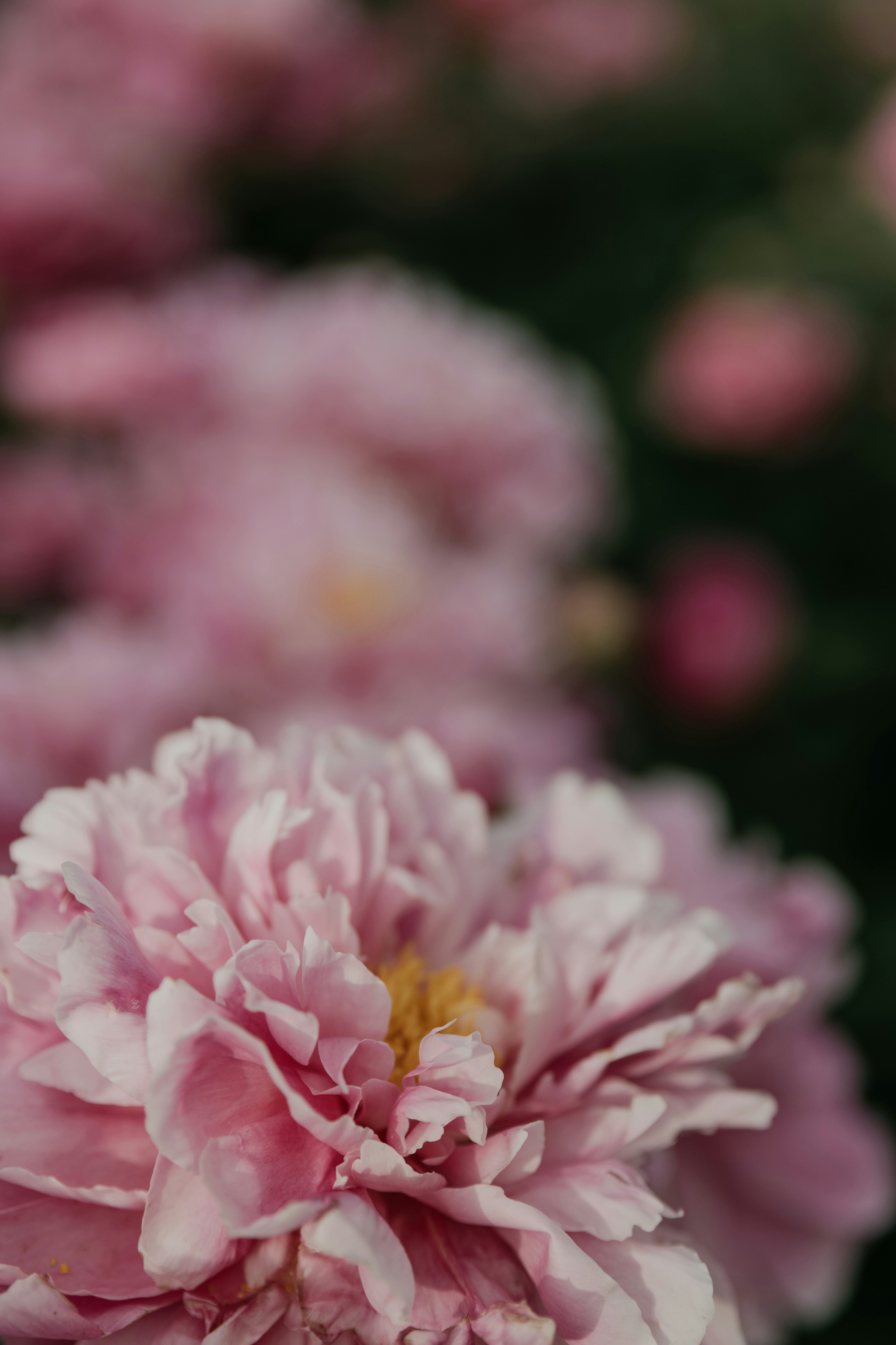 Photo by anitaaustvika