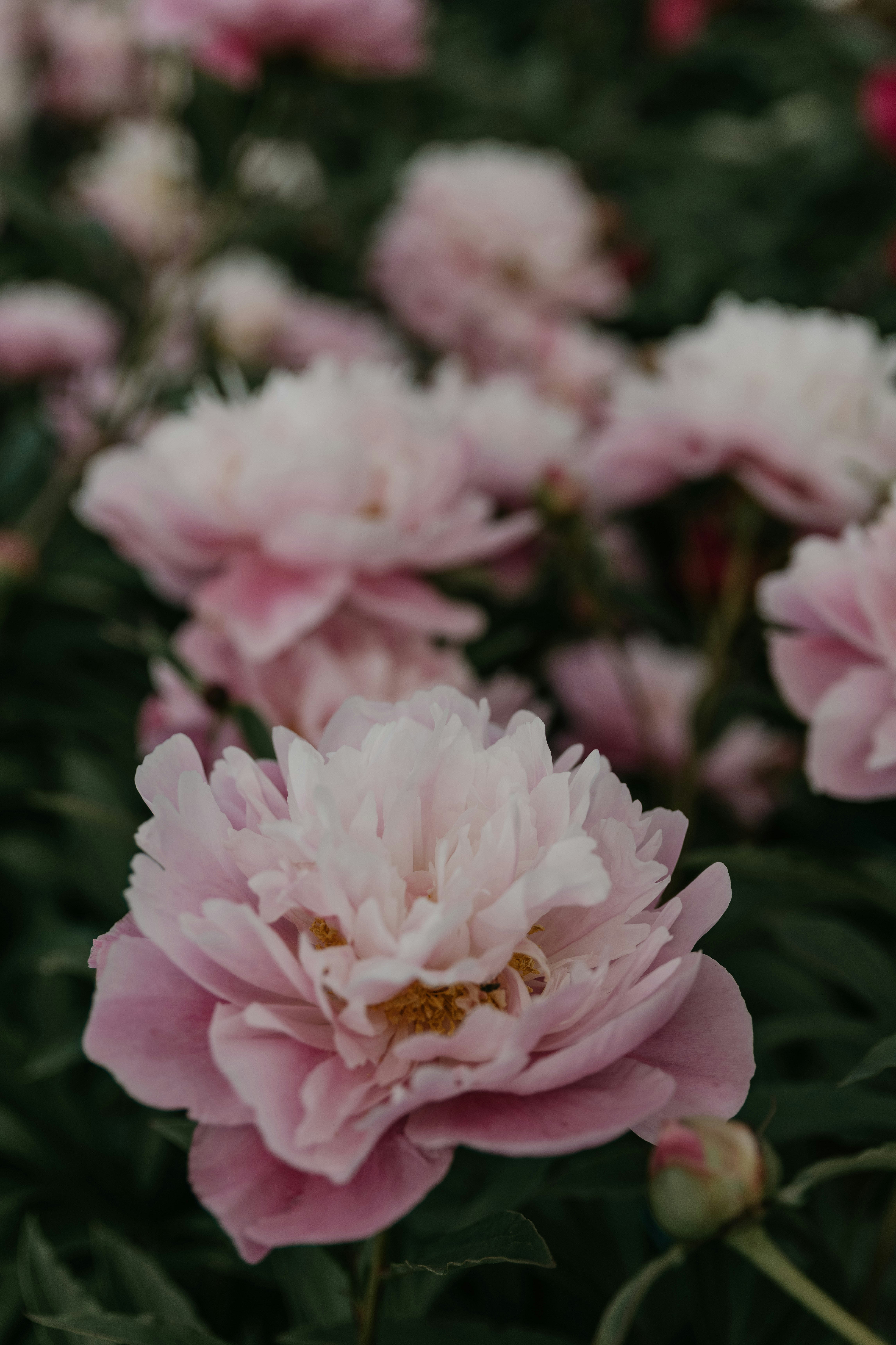 Photo by anitaaustvika