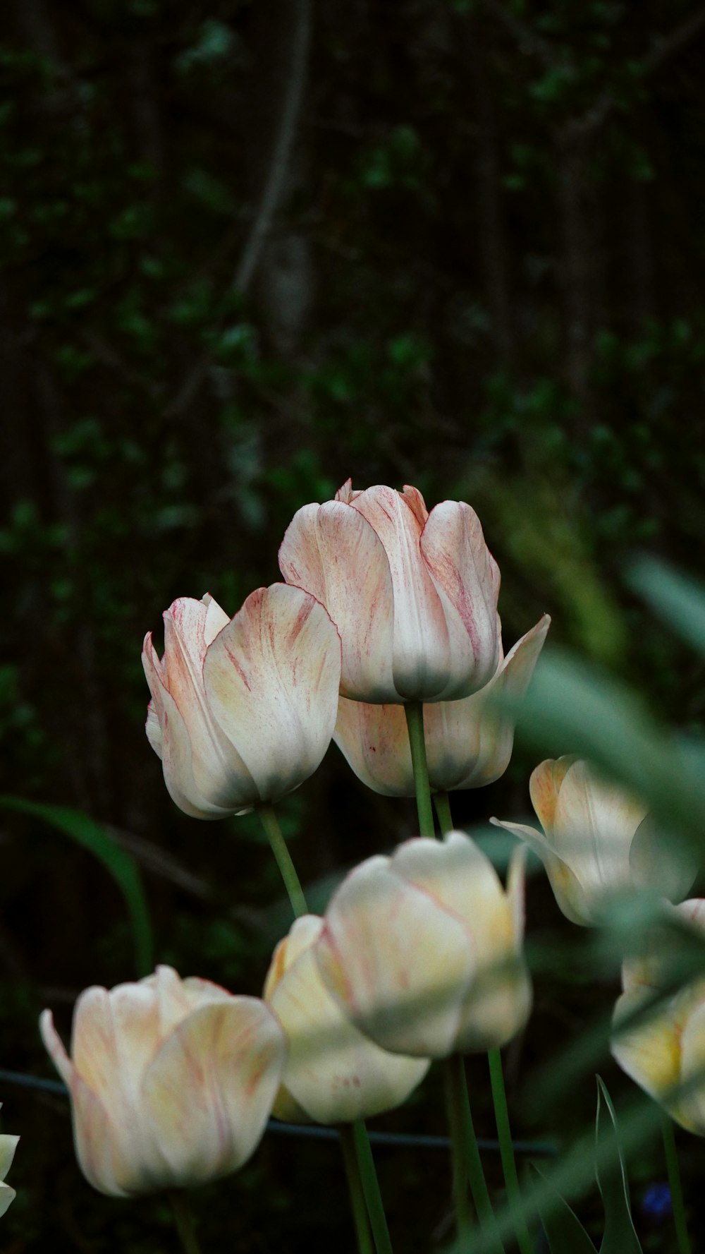 a group of pink tulips in a garden
