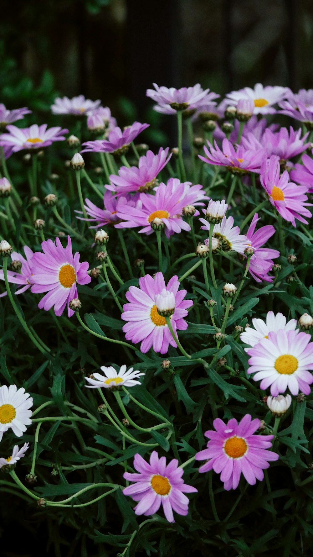 a bunch of pink and white flowers in a garden