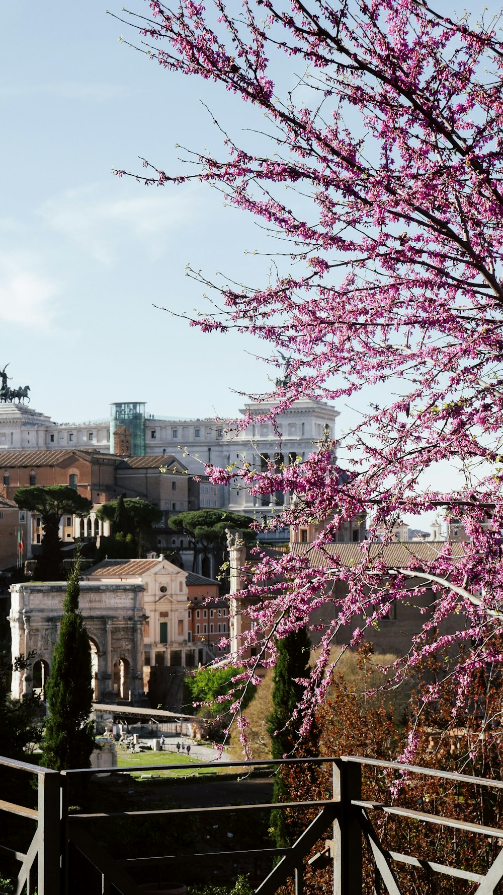 a tree with pink flowers in front of a city