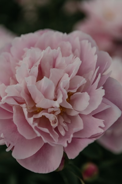 Detalle de flor rosa