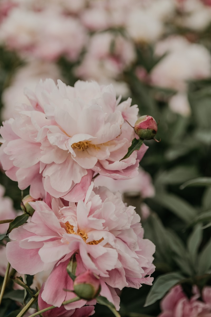 보라색 아이리스 꽃밭과 햇살 &mdash; 랑콤 라비에벨 아이리스 플로럴 구르망