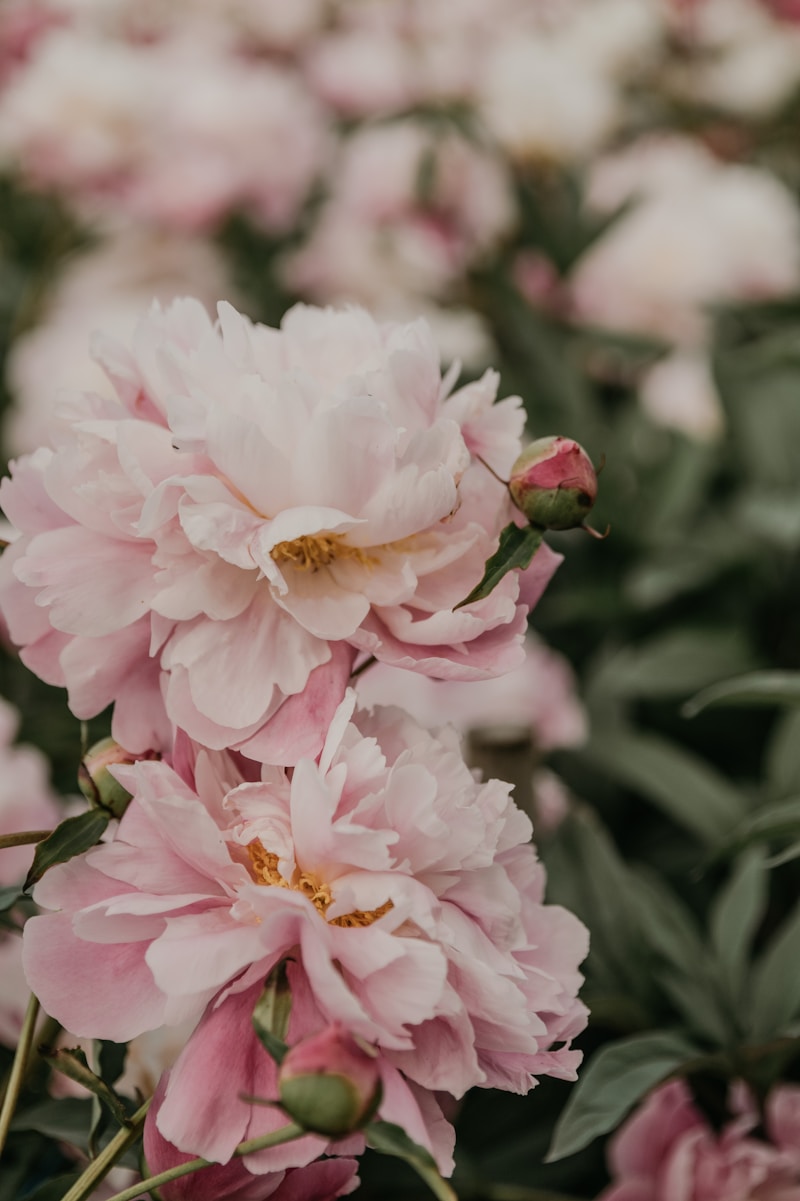 보라색 아이리스 꽃밭 &mdash; 랑콤 라비에벨 미들 노트 아이리스 팔리다
