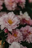 Soft pink peonies with delicate petals and vibrant yellow centers are in full bloom, surrounded by lush green leaves. The flowers are densely clustered, creating a lush and abundant display.