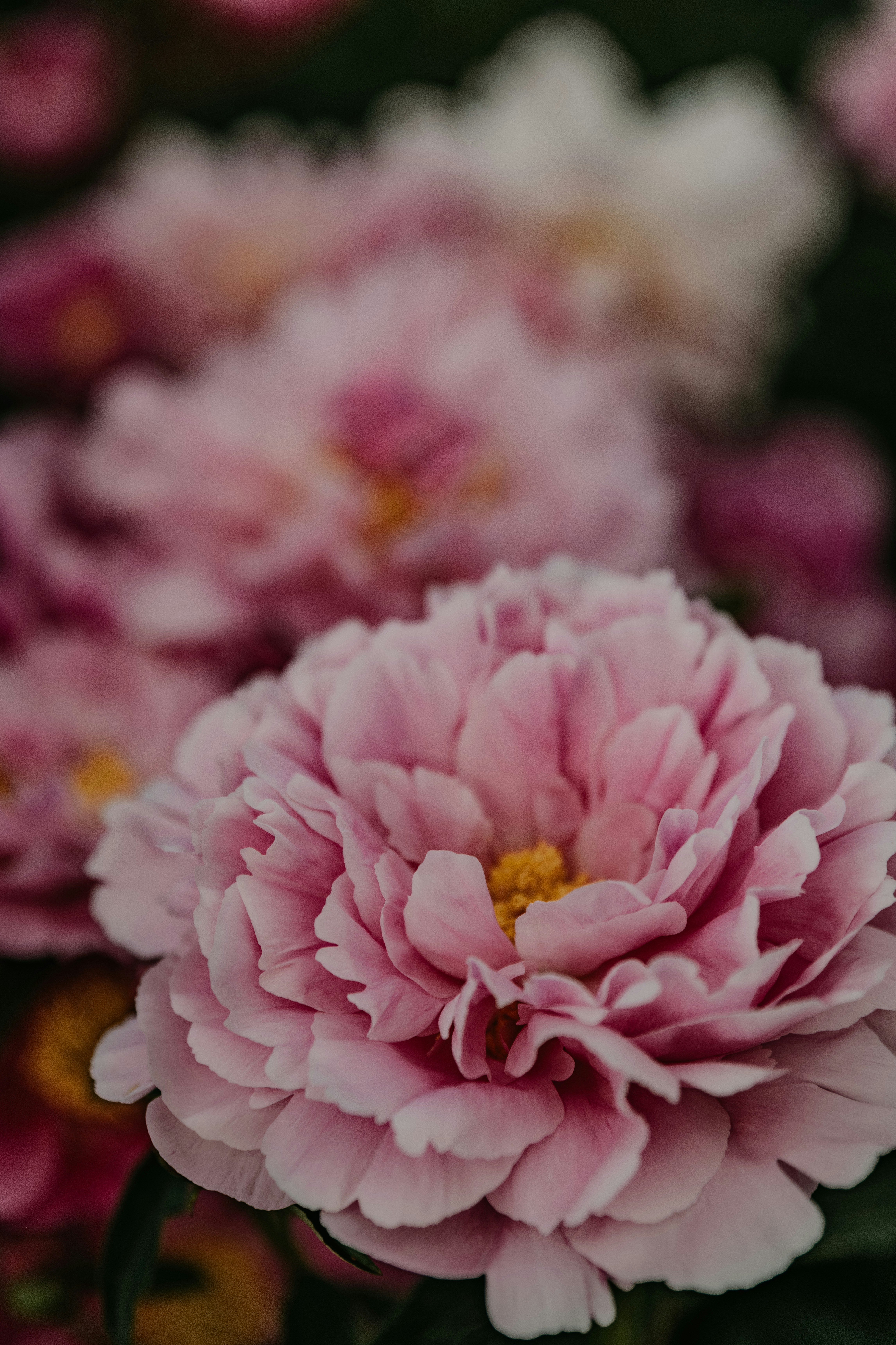 a close up of a pink flower on a plant
