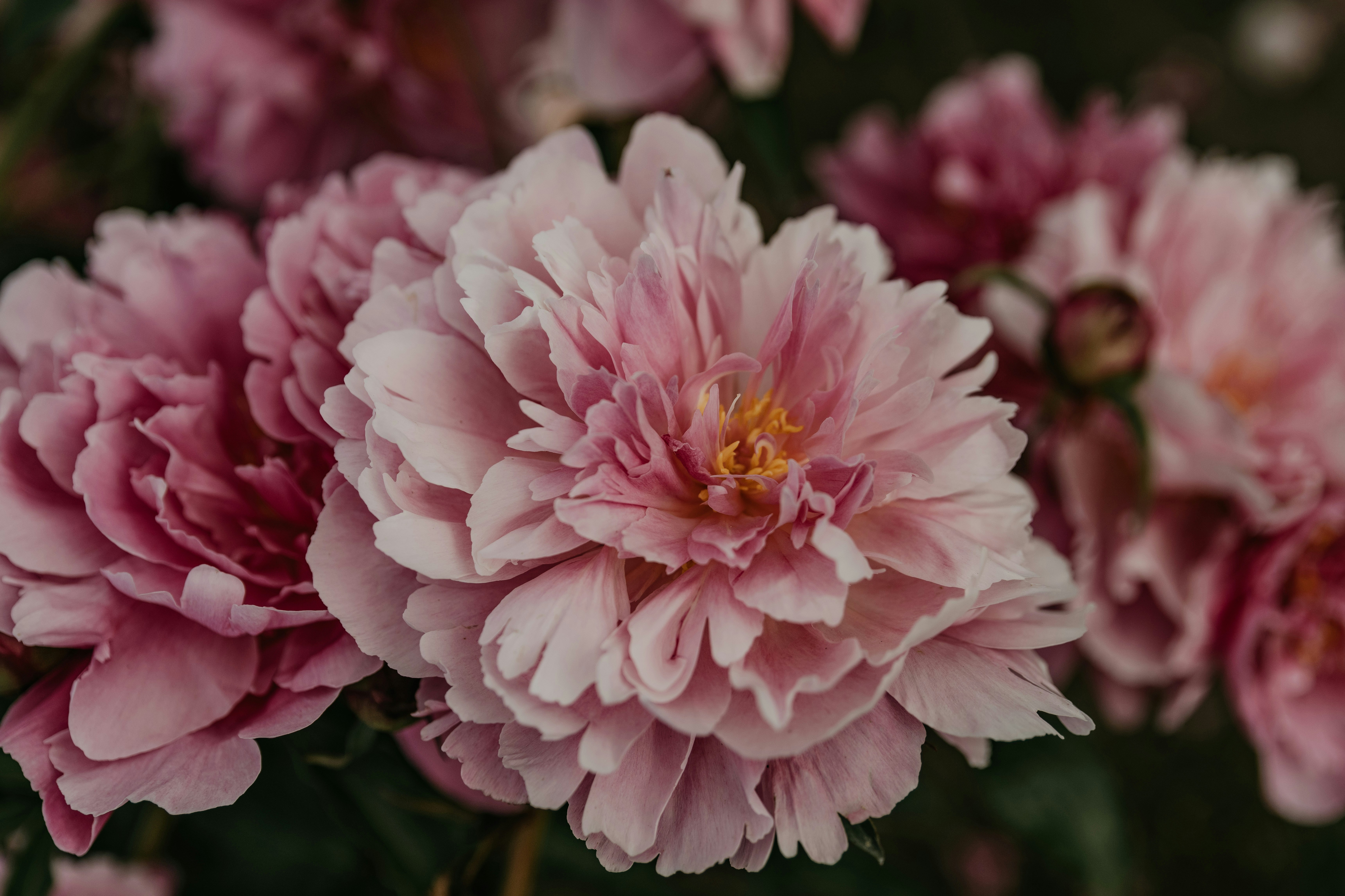 Photo by anitaaustvika