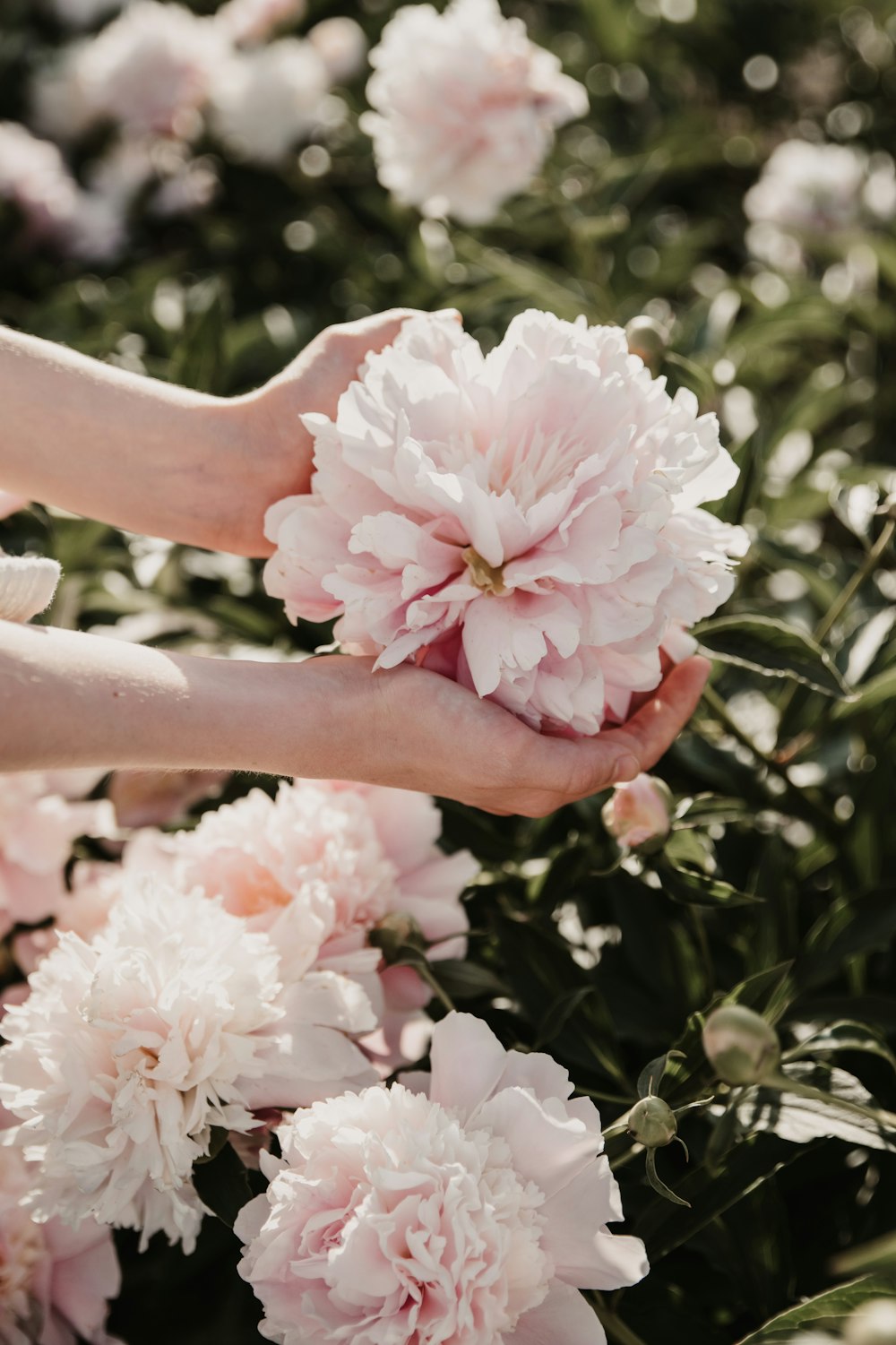 a person holding a bunch of flowers in their hands