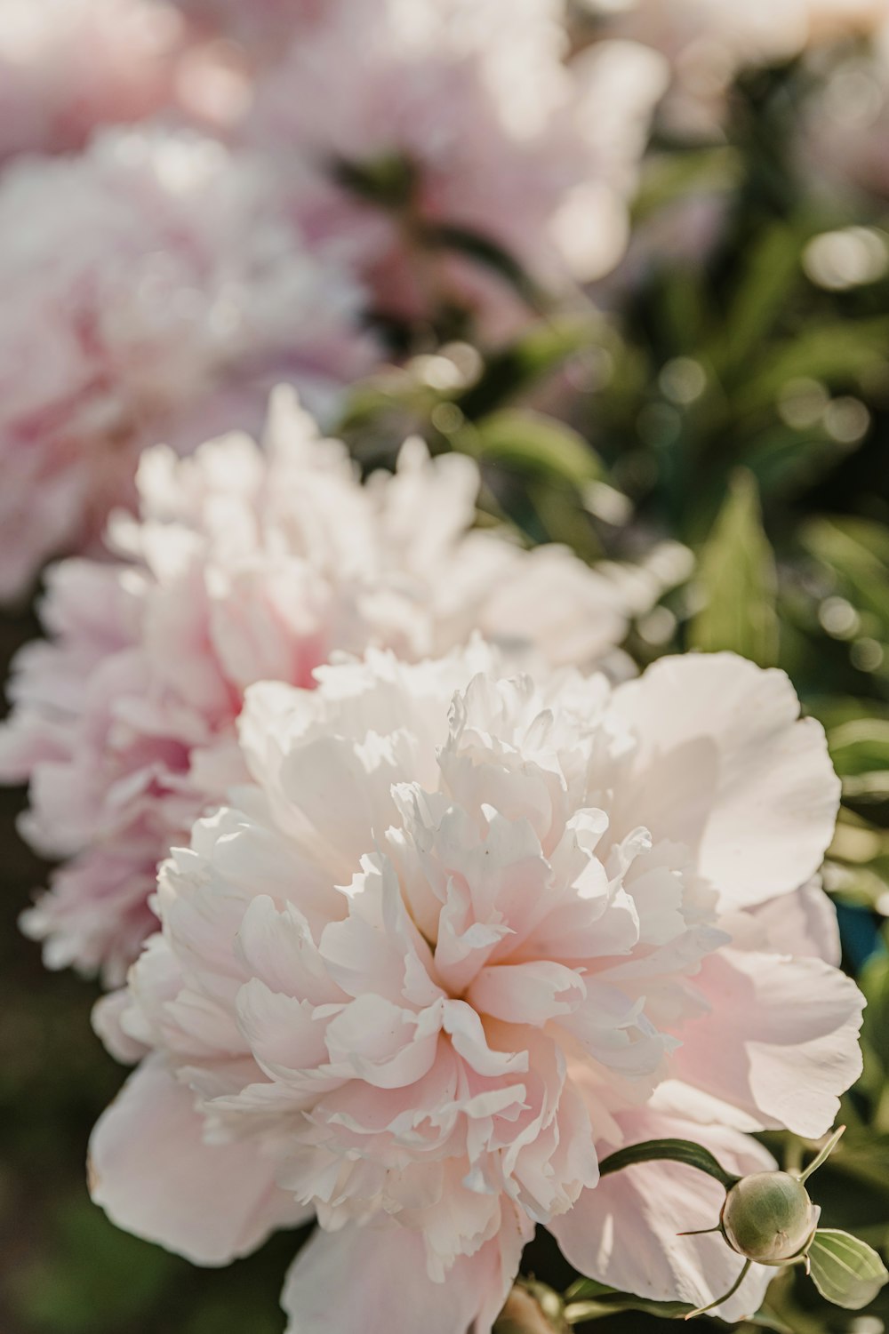 a close up of a bunch of pink flowers
