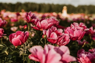 A field of vibrant pink peonies in full bloom stretches across the foreground, with the flowers displaying layers of delicate petals. Green foliage surrounds the blossoms, and a blurred figure in the distant background suggests a vast open space. The scene is bathed in warm, natural light, enhancing the beauty of the flowers.