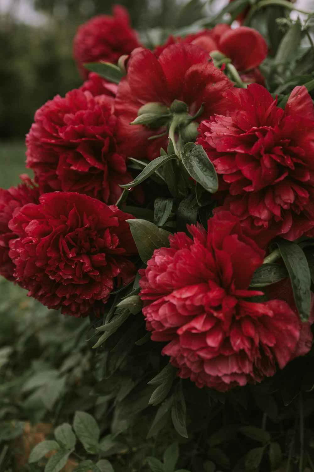 a bunch of red flowers that are in the grass