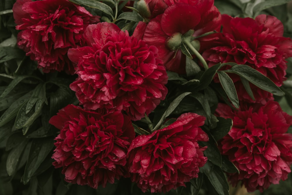 a bunch of red flowers with green leaves