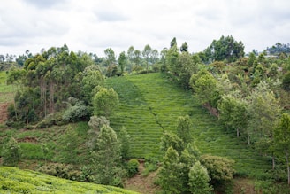 A lush green landscape featuring a tea plantation with neatly arranged rows of tea plants. Tall trees border the plantation, contributing to the natural scenery. The sky is overcast, adding a muted light to the scene, which enhances the vibrant green of the vegetation.
