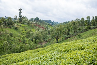 A lush green landscape symbolizing Earth's natural beauty and potential.