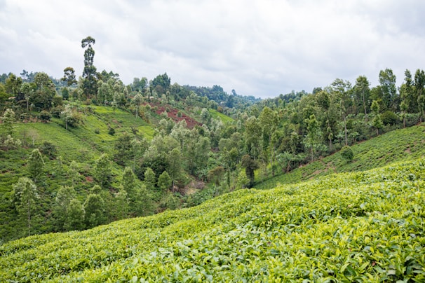 A lush green landscape symbolizing Earth's natural beauty and potential.