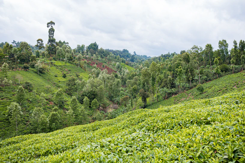 Lush green forest landscape in Paraguay symbolizing growth and security