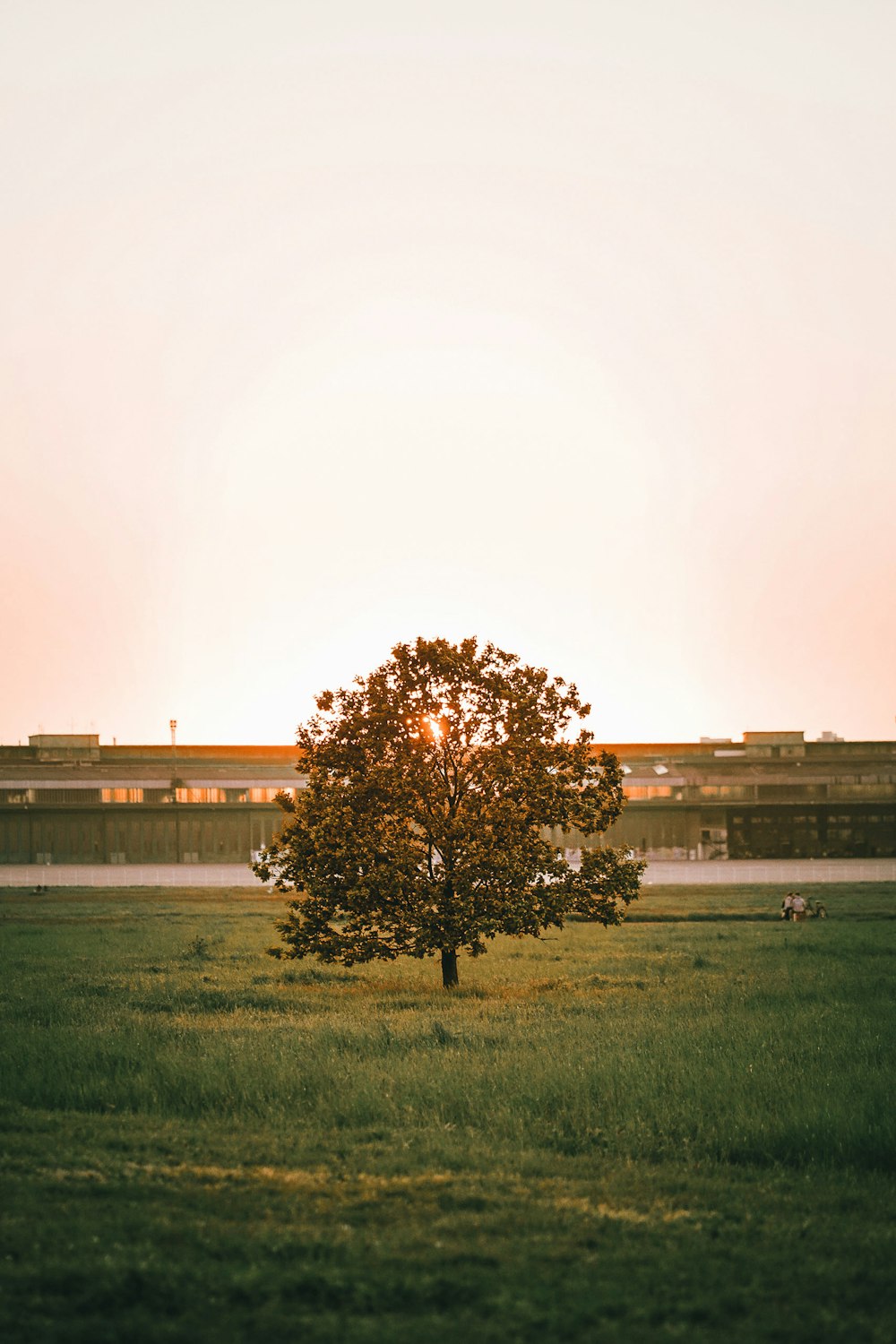 Un árbol solitario en un campo con un tren al fondo