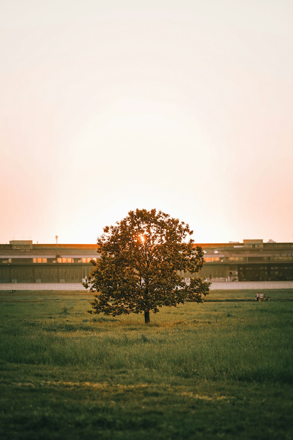 ein einsamer Baum auf einem Feld mit einem Zug im Hintergrund