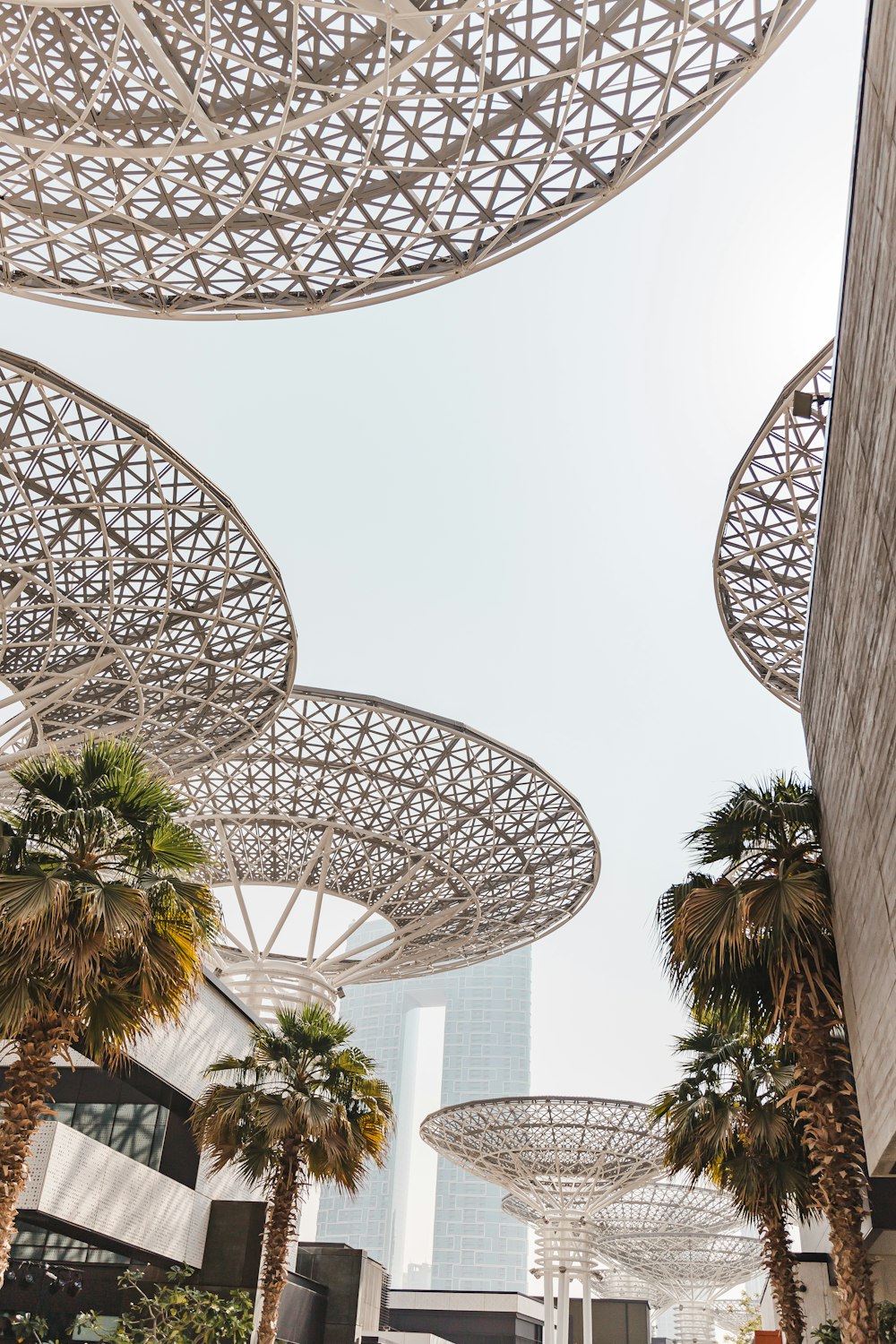 a group of palm trees sitting under a metal structure