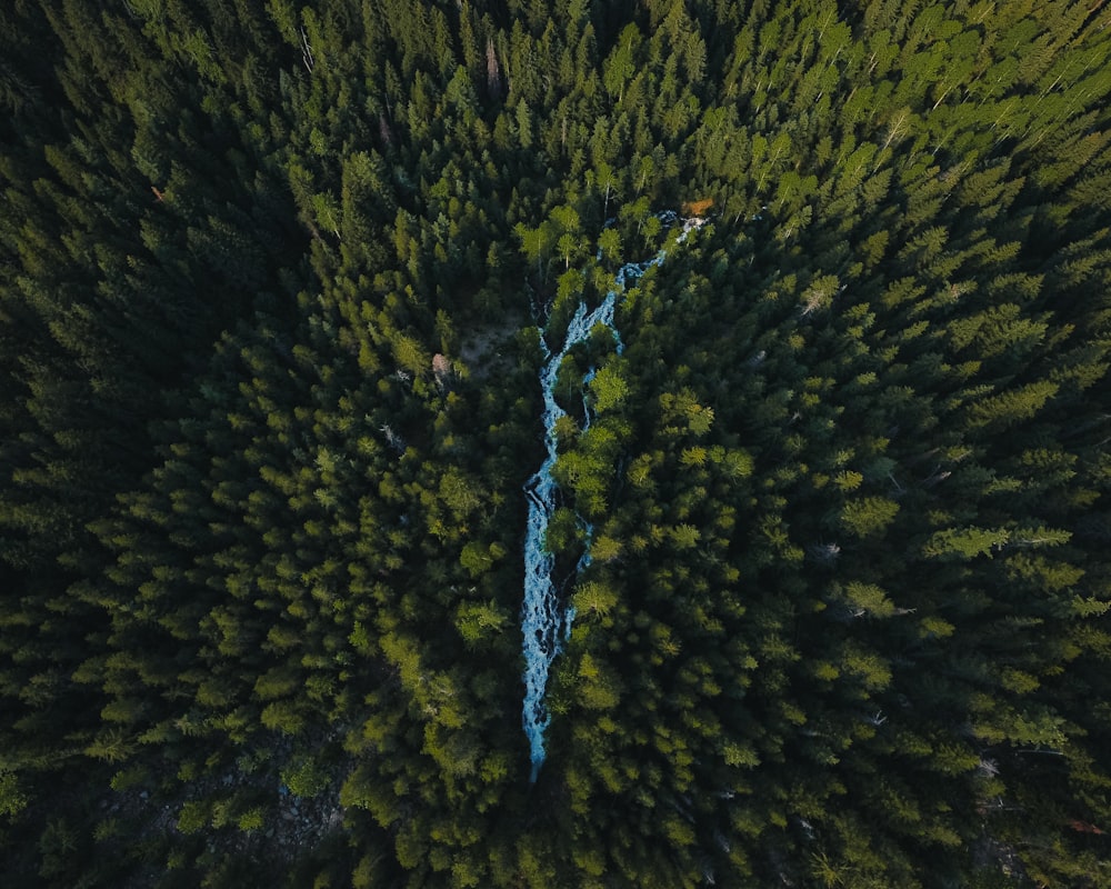 an aerial view of a river running through a forest