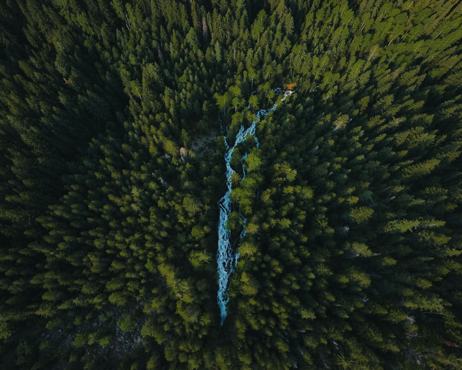 An aerial view of a dense forest with a winding turquoise river cutting through the center. The lush greenery consists of a thick canopy of coniferous trees, forming a natural, serene landscape.