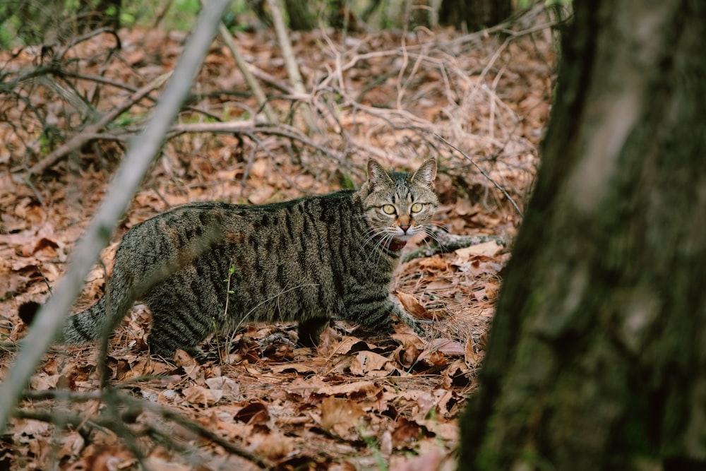 a cat is walking through the leaves in the woods