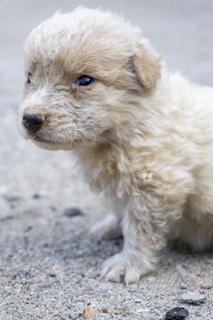 A playful teacup poodle puppy with curly apricot fur sitting on a soft blanket.